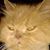 Lo Chun Hung's profile image
