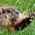 Diane Girardin Baringer's profile image
