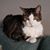 Sandie Donahue's profile image