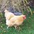 Kathy Honeysett's profile image