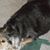 Susan Testa's profile image