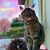 Laura Geraci's profile image