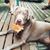 Lori Basham Voss's profile image
