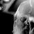Robert Lawton's profile image