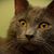 Angi Haskins's profile image