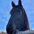 Tracy Ane Brooks's profile image