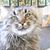 Milo Mittenpaws Shutoff's profile image