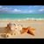 Lori Zerecheck's profile image