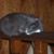 Kim Sheaffer's profile image