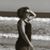 Mary N. Pereira's profile image