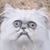 Kimber Zercher's profile image