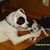 Sue Abramo's profile image