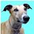 Macoduck Greys's profile image