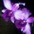 Eshara Silka's profile image