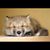 Dawn Fox's profile image