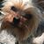 Tonya Bean-Pate's profile image