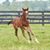 Diane Dennis Eidemiller's profile image