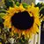 Deb Peter Provencher's profile image