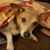 Carol Lloyd Niehe's profile image
