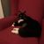 Sharon Vertrees Dahle's profile image