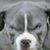 Ray Campfield's profile image