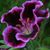 Jeanie Lee's profile image