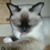 Sharo Ortega's profile image