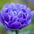 Carmela Tapia's profile image