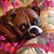 Beth Schumacher's profile image