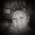 Debbie Oliphant's profile image