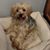 Tammy Heming's profile image