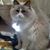 Rosa E. Meddaugh's profile image