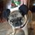 Safia Darlene Crownshaw's profile image