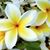 Diana E M Tucker's profile image