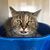 Karen Nichols's profile image