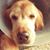 Sharon L Wilson's profile image