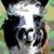 Erin Hatton's profile image