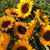 Laura Jane Ward's profile image