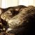Maureen Edwards's profile image
