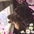 Dalia Llevat's profile image