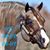 Jan Shepherd Pittman's profile image