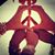 Sharmin's profile image