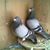 Youssef Majri's profile image