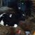 Tracy Ann Davis's profile image