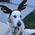 Nora Beard Iacoboni's profile image