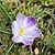 Patricia Balthrop's profile image