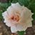 Elizabeth Willows Berry's profile image