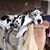 Melissa Rosbrough Heinrich's profile image