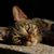 Dolly Bendall Burdett's profile image