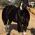 El Venado's profile image